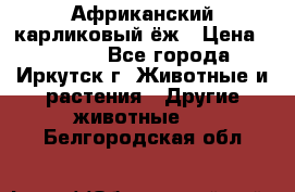 Африканский карликовый ёж › Цена ­ 6 000 - Все города, Иркутск г. Животные и растения » Другие животные   . Белгородская обл.